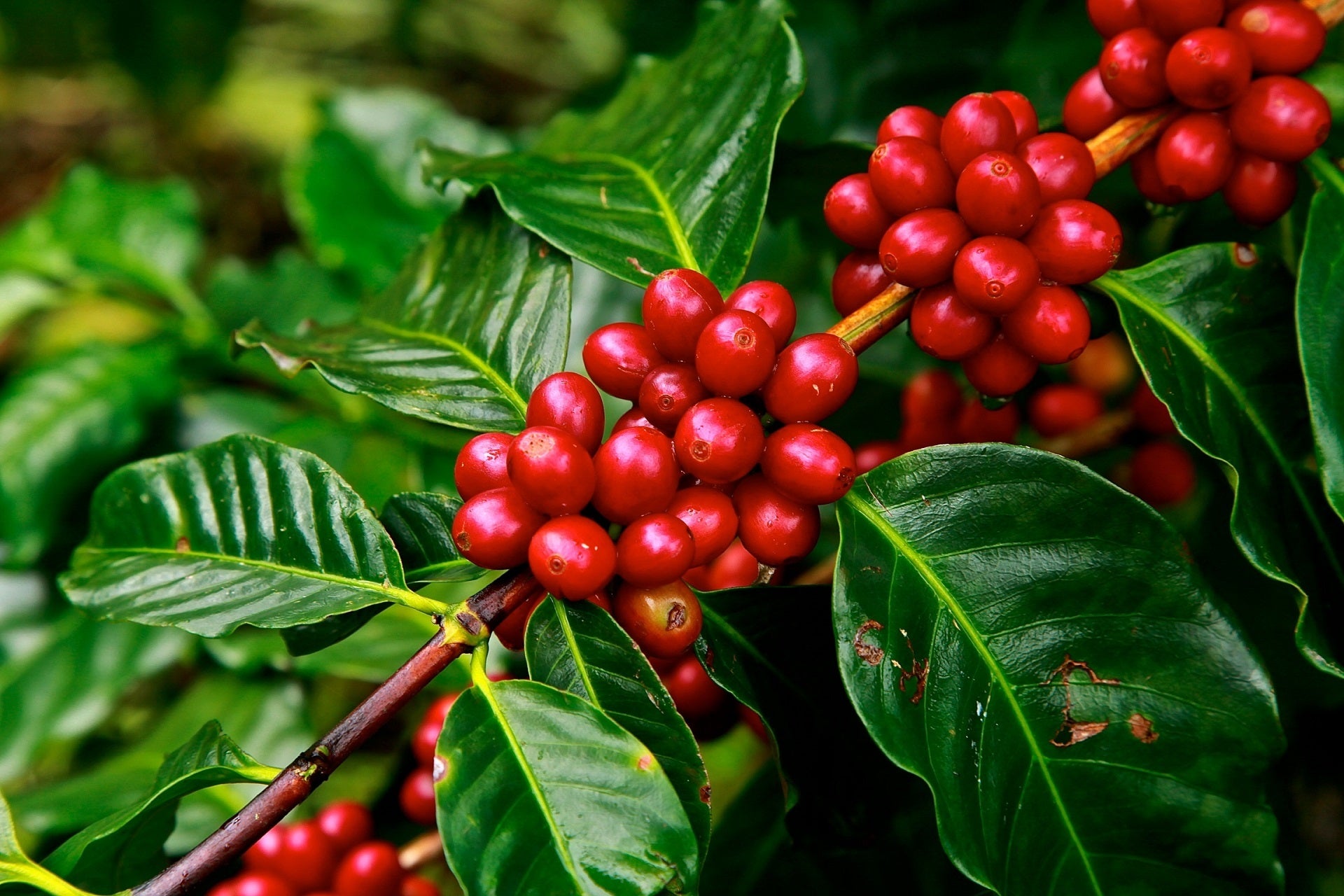 Coffee cherries contain the coffee bean, which RISE Brewing Co roasts to make RISE nitro cold brew coffee in a can and in a keg